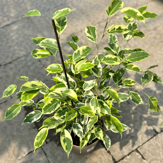 Ficus benjamina 'Variegata' - Pot 7"