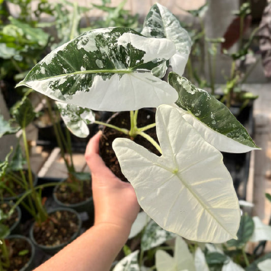 Alocasia micholitziana 'Frydek Variegata' - Pot 4"