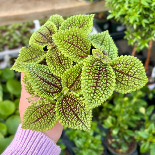 Pilea involucrata 'Moon Valley' - Pot 4"