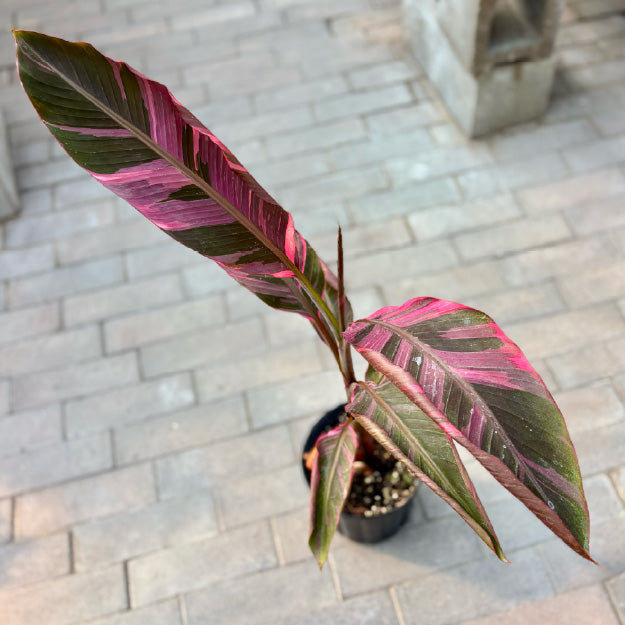 Musa 'Nono Lady Diva' - Pot 7"