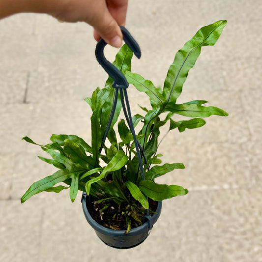 Phymatosorus scolopendria - Panier suspendu 4"