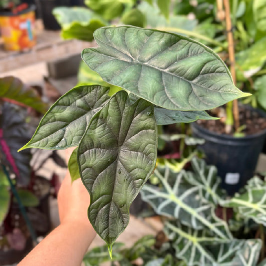 Alocasia 'Dragon Scale' - Pot 4"
