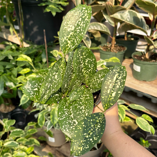 Dracaena surculosa 'Florida Beauty' - Pot 4"