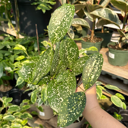 Dracaena surculosa 'Florida Beauty' - Pot 4"