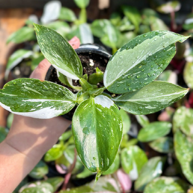 Philodendron erubescens 'White Princess' - Pot 4"