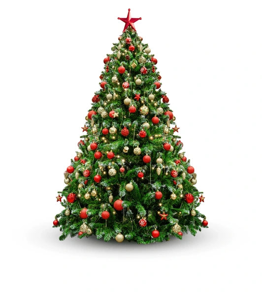 Sapin 8' Baumier - Classe 1